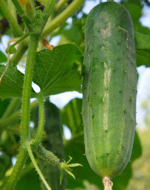 Cucumber: H-19, Little Leaf, Organic Seed #159 – Best Cool Seeds
