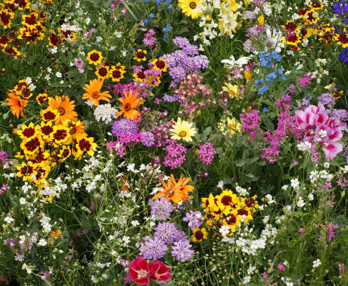 alaska wild flower seeds Alaska Wild Garden Mix #196