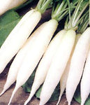 Radish: White Icicle, Organic Seed #409