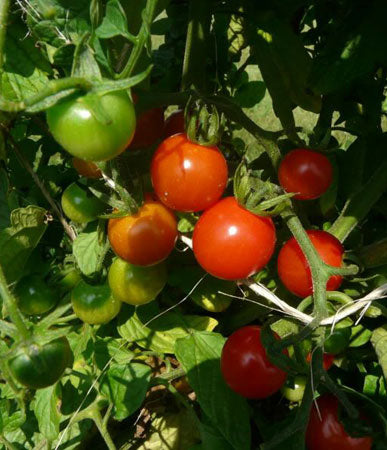 Tomato: Sweetie #463, Greenhouse in Alaska