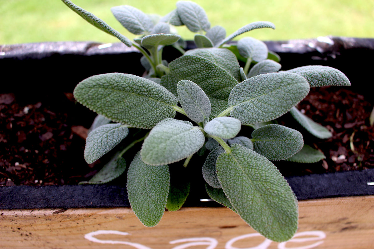 Herb: Sage #125 – Best Cool Seeds