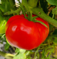 Tomato: Cosmonaut Volkov #603 Outdoor/Greenhouse