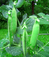 Snap Peas: Sugar Ann #114