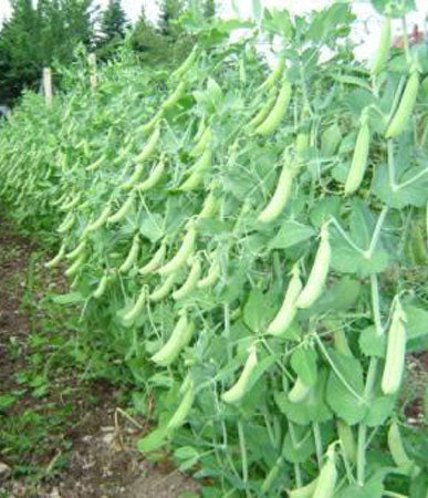 Snap Peas: Sugar Snap #134