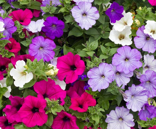 Annual: Petunia, Multiflora, Colorama #118