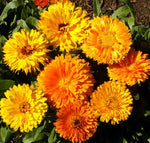 Annual: Calendula, Dwarf Fiesta Gitana #137