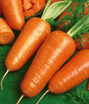 Carrots: Royal Chantenay #232
