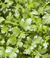 Herb: Cilantro #155