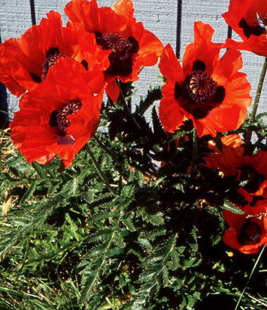 perennial poppy flower seeds Perennial: Oriental Poppy, Scarlet #156