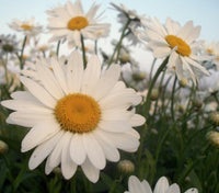 Perennial: Shasta Daisy #56