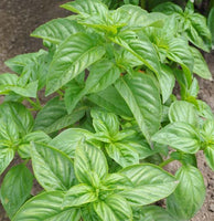 Herb: Basil, Large Leaf Italian #15