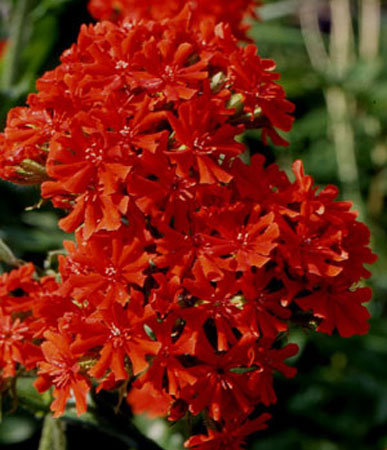 Perennial: Lychnis, Maltese Cross #16