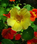 Annual: Nasturtium, Gleam Mixed #174