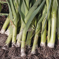 Leeks, Summer: King Richard, Organic Seed #189