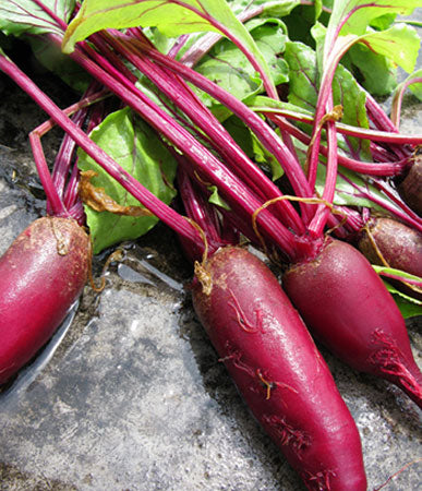 Beets: Cylindra #19