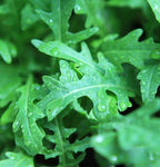 Herb / Salad Green: Arugula, Organic Seed #209