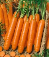 Carrots: Little Finger #212