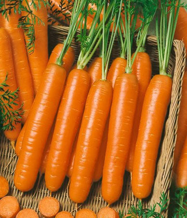 Carrots: Little Finger #212