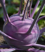 Kohlrabi: Purple Vienna, #239