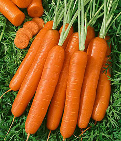 Carrots: Scarlet Nantes #252