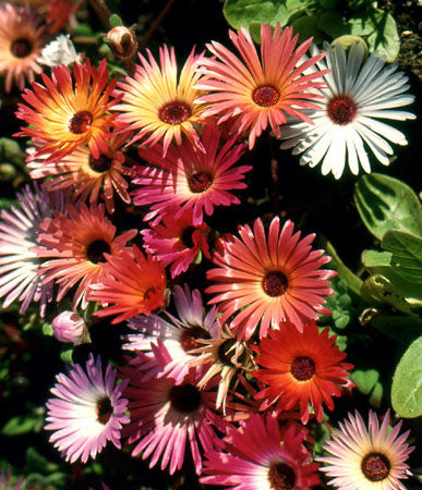 planting livingstone daisy seeds Annual: Livingstone Daisy #257