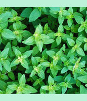 Herb: Oregano vulgare #275