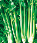 Celery: Utah 52-70 #292