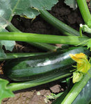 Squash, Zucchini: BC-2 Hybrid #293