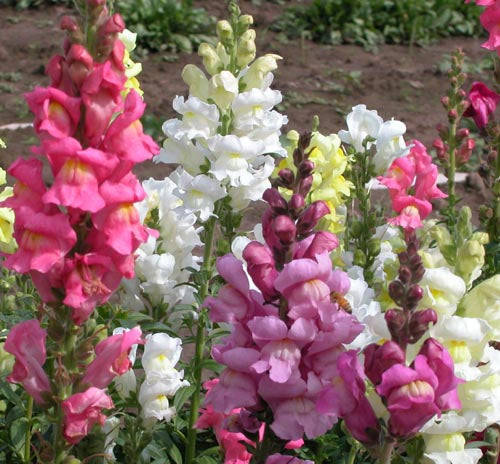 Annual: Snapdragon: Tall Maximia Mixed Colors #308