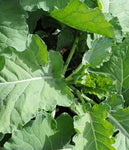 Collards: Champion #342