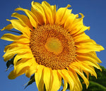 Annual: Sunflower, Mammoth Grey Stripe #378