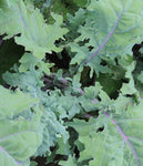 Kale: Red Russian #392