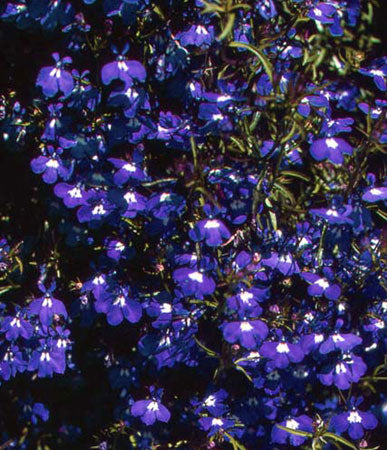 Annual: Lobelia, Trailing Sapphire #397