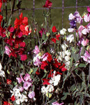 Annual: Sweet Pea, Knee High Mix #398