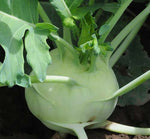 Kohlrabi: Early White Vienna #412