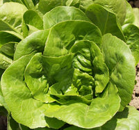 Lettuce, Butterhead: Buttercrunch #432