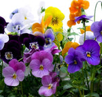 Perennial: Viola, Scotch Hybrid Mix #438