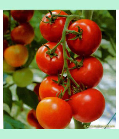 Tomato, Tropic #473, Greenhouse