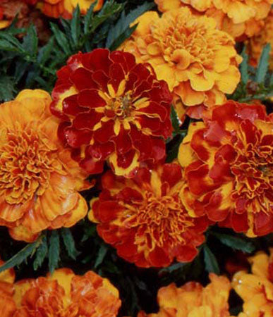 Annual: Marigold, Petite Mix #477