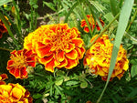 Annual: Marigold, Sparky Mix #478
