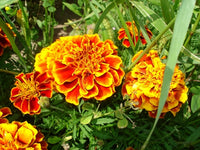 marigold seeds price Annual: Marigold, Sparky Mix #478 – Best Cool Seeds