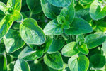 Herb: Sweet Marjoram #85
