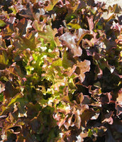 Lettuce, Leaf: Red Salad Bowl #502