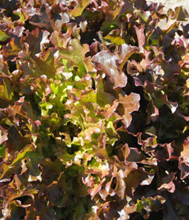 Lettuce, Leaf: Red Salad Bowl #502