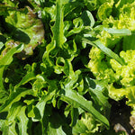 Lettuce, Leaf: Oakleaf #522