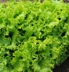 Lettuce, Leaf: Salad Bowl #532