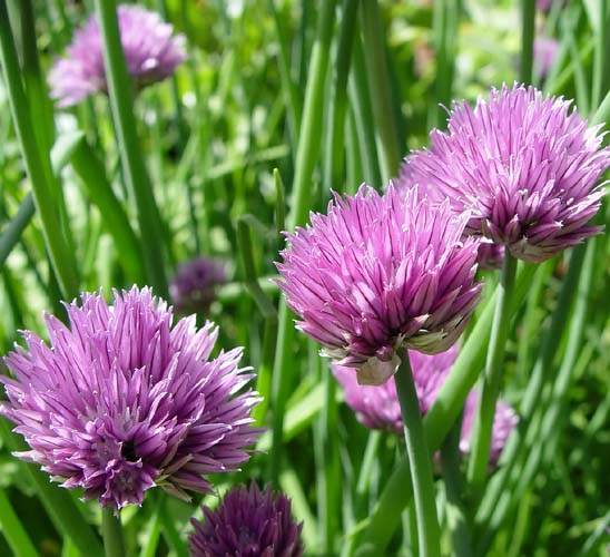 Herb: Chives #55
