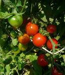 Tomato: Sweetie #463, Greenhouse in Alaska