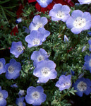 Annual: Nemophila, Baby Blue Eyes #58