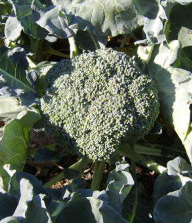 Broccoli: Solstice, Organic Seed #59